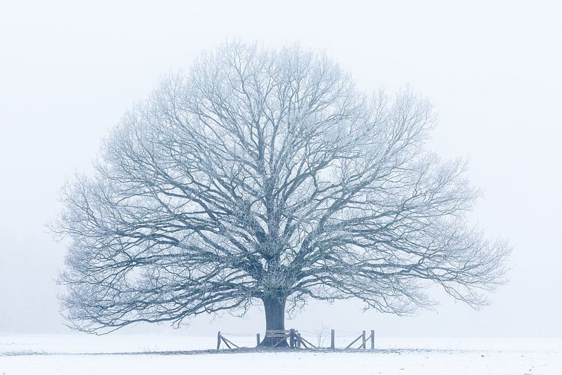 Winterbaum von Ronald Kamphuis