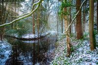 Klein stroompje in het bos.
