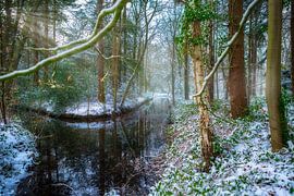 Klein stroompje in het bos. by Karel Warburg