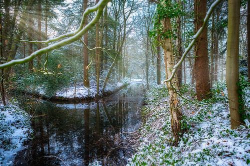 Klein stroompje in het bos.
