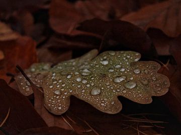 Raindrops on autumn leaves by Janneke Roozing