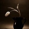 Tulip in vase by Rik Verslype