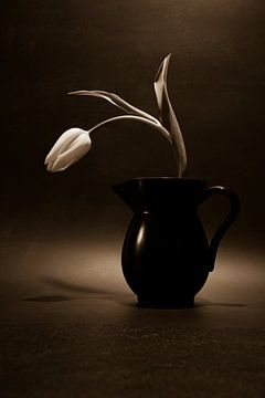 Tulip in vase