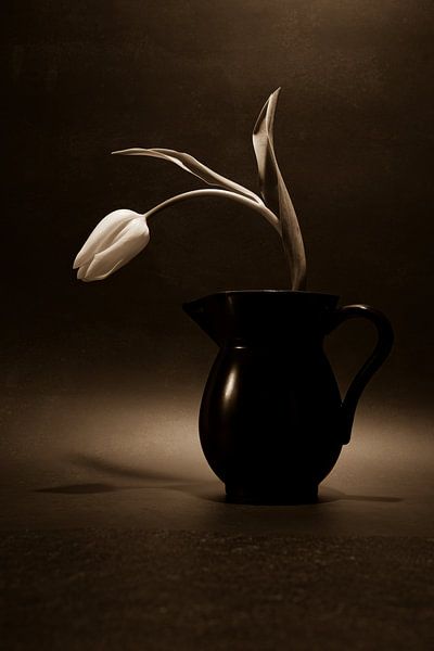 Tulip in vase by Rik Verslype