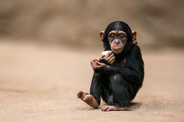 Chimpansee baby van Mario Plechaty Photography
