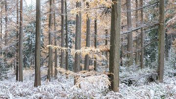 Winter Woods van Calvin van der Gaag