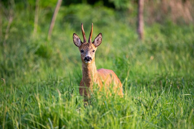 Reebok in the early morning by Marjolijn Barten