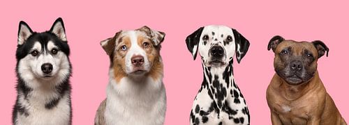 Vier hübsche Hundeportraits