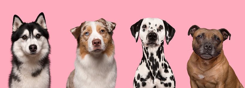 Vier knappe honden portretten van Elles Rijsdijk