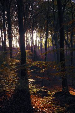 Bos in een licht herfstzonnetje. van Jurjen Jan Snikkenburg