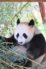 Panda Xing Ya  deel 5 panda bear