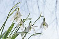 Sneeuwklokjes