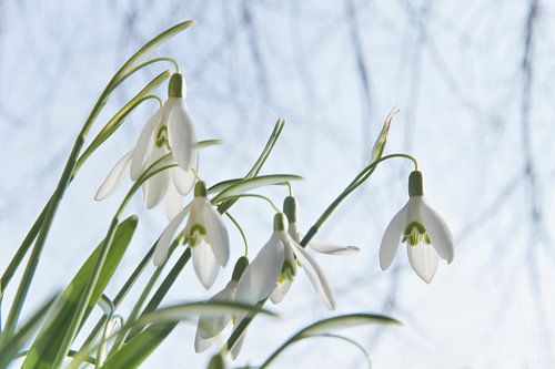 Sneeuwklokjes