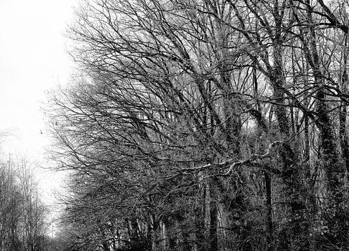 Bosrand in de winter