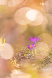 Crocus sur Lisa Antoinette Photography