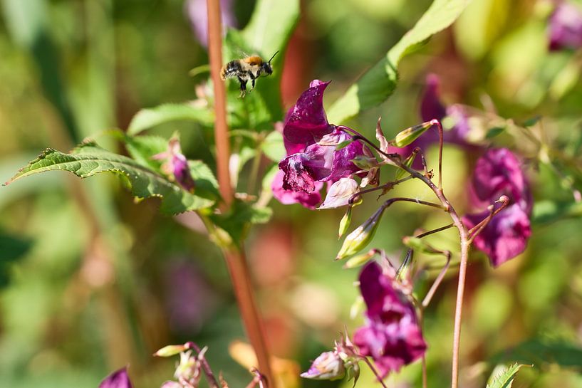 Bee on a flower collecting nectar by Martin Köbsch