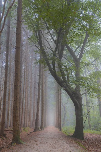 boslaan Bakkeveen by Lisannesfotografie