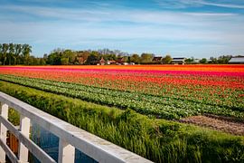 Champs de bulbes colorés dans la région des bulbes sur Arjan van der Veer