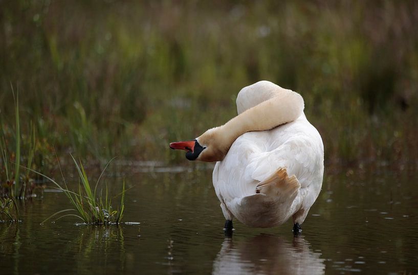 Swan by Frank Smedts