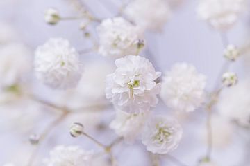 Weiße Blüten von Schleierkraut von Marjolijn van den Berg