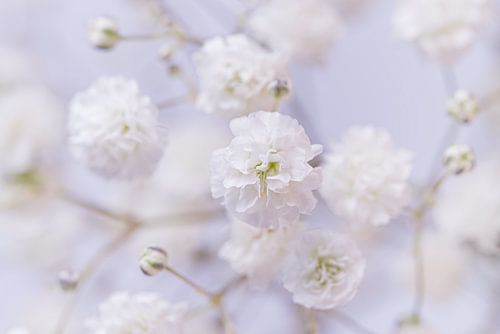 Pastel: Witte bloemetjes van Gipskruid