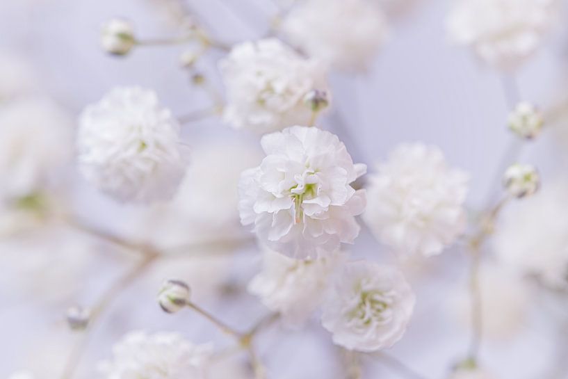 White flowers of gypsophila by Marjolijn van den Berg