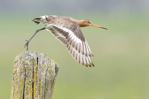 Black-tailed godwit flies away