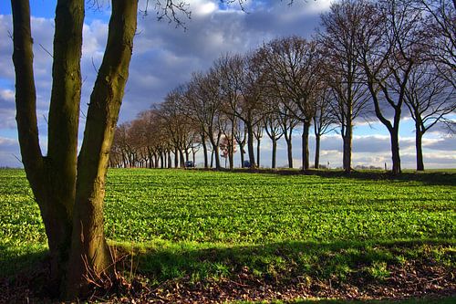 Hoeveelheid bomen