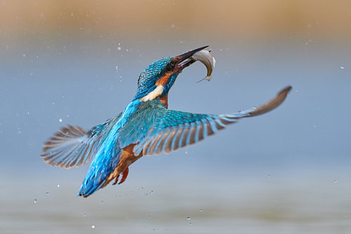 IJsvogel - In een flits