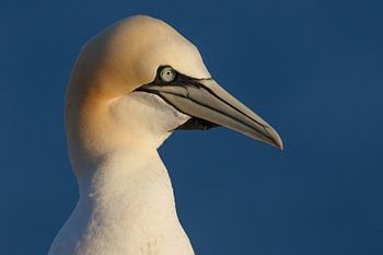 Gannet