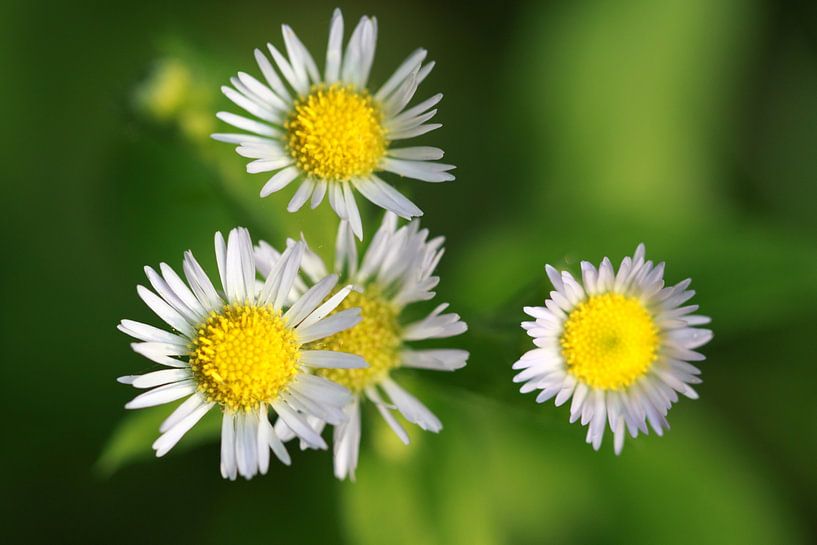 Wilde Gänseblümchen  von Jolanta Mayerberg