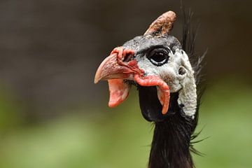 Parelhoender kop van Sascha van Dam