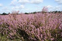 Wunderschön! Die Heideblüte 2019 Nr. 15