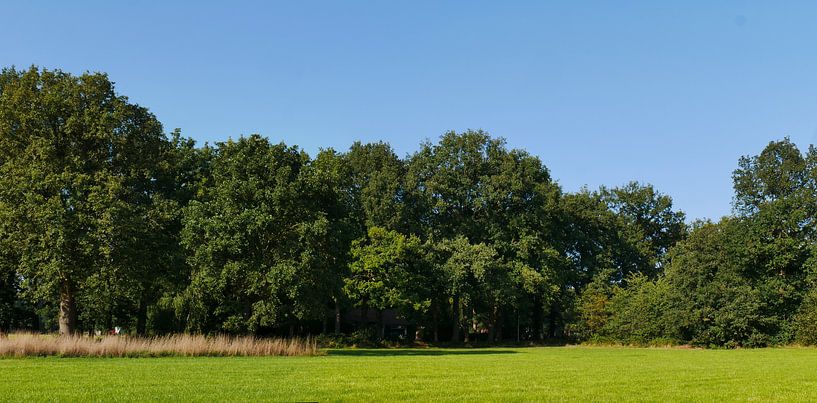 Eiken en weilanden van Wim vd Neut