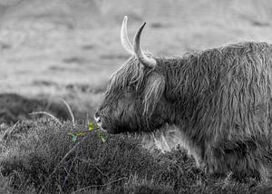 Texel Highlander schwarz und weiß mit ein bisschen Farbe