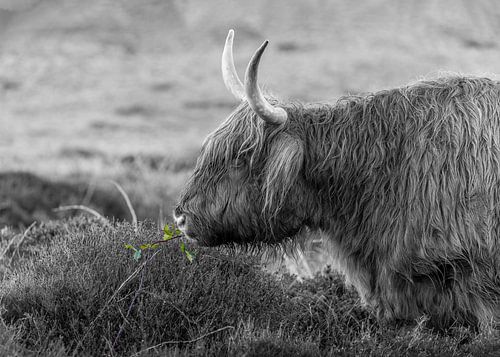 Texel  Hooglander zwart wit met een beetje kleur