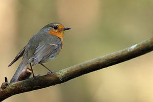 Roodborst schudt zijn veren op