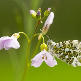 Orange tip Macro by Sven Scraeyen