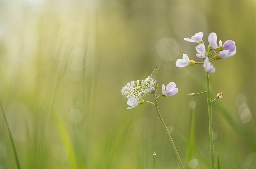 Orange tip by Moetwil en van Dijk - Fotografie