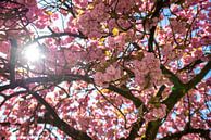 Bloesem boom roze van Lisa Berkhuysen thumbnail