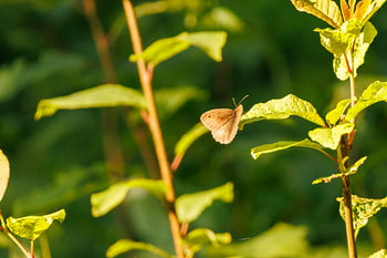 Braunes Sandauge (Schmetterling) in der Sonne
