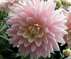 Dahlia in zacht rose tint