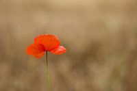Mohnblume