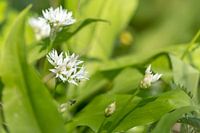 Wild garlic flowers