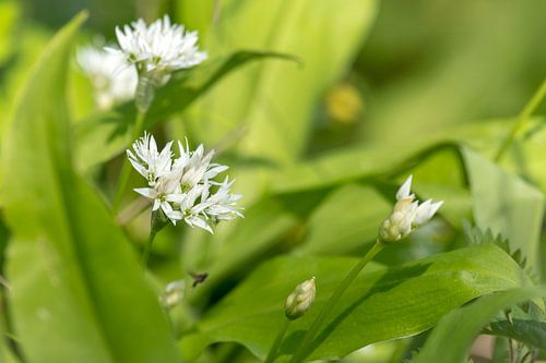 Fleurs d'ail sauvage
