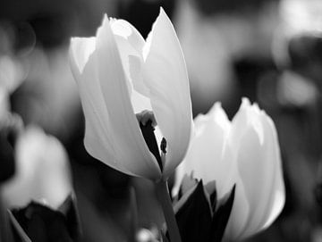 Witte tulpen / lente van Marianna Pobedimova