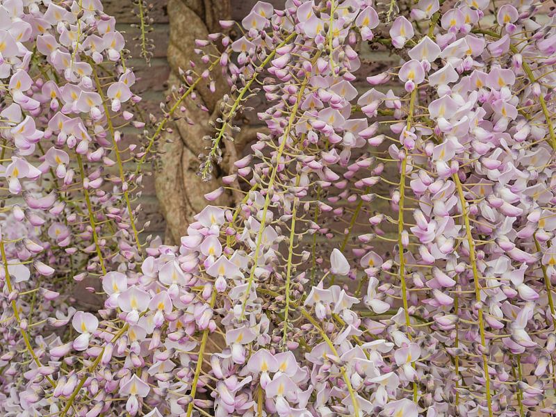 Wisteria on the outside wall with blooming soft pink flowers by Margreet Riedstra