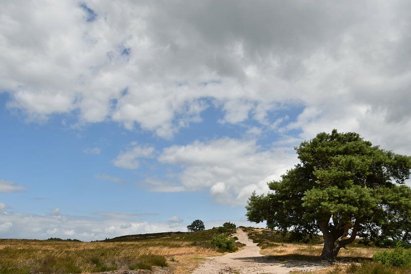 On Lemelerberg by Bernard van Zwol