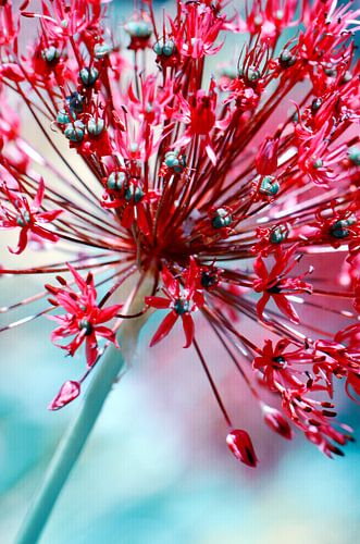 Allium