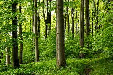 Forêt pittoresque au printemps sur ViaMapia